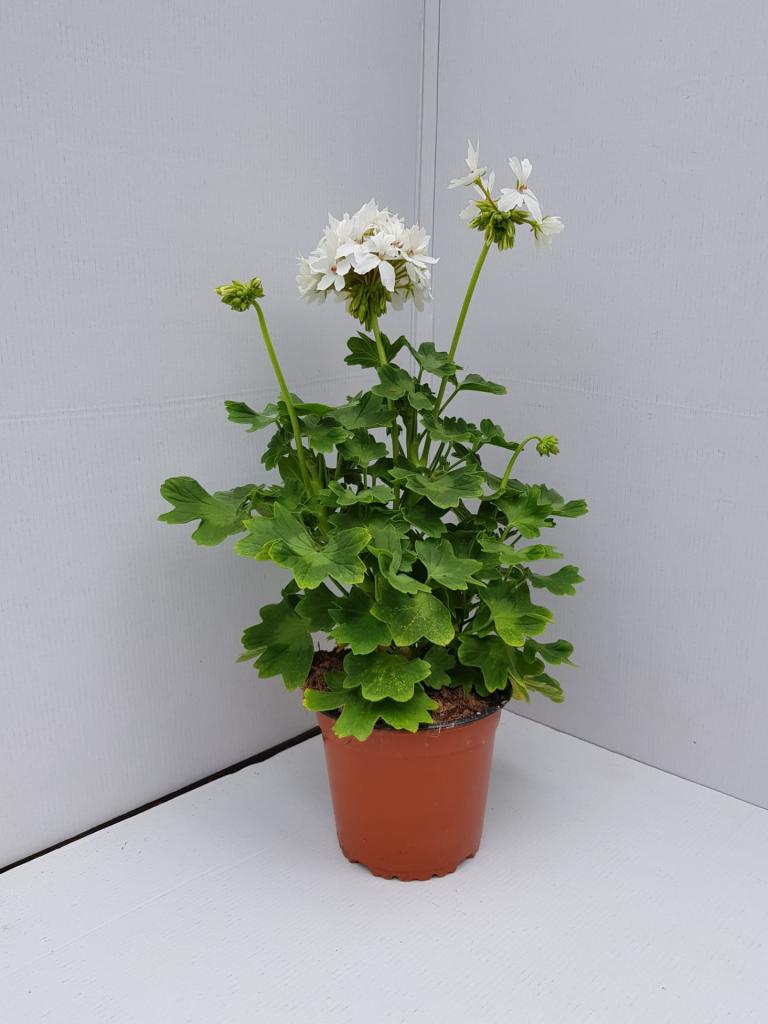 Pelargonium zonal déco Summer twist White 