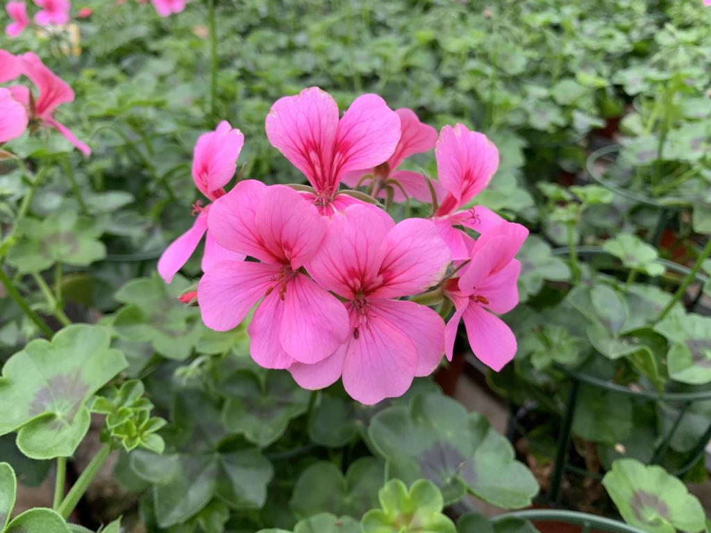 Pelargonium lierre semi-double Villetta Neon Rose 