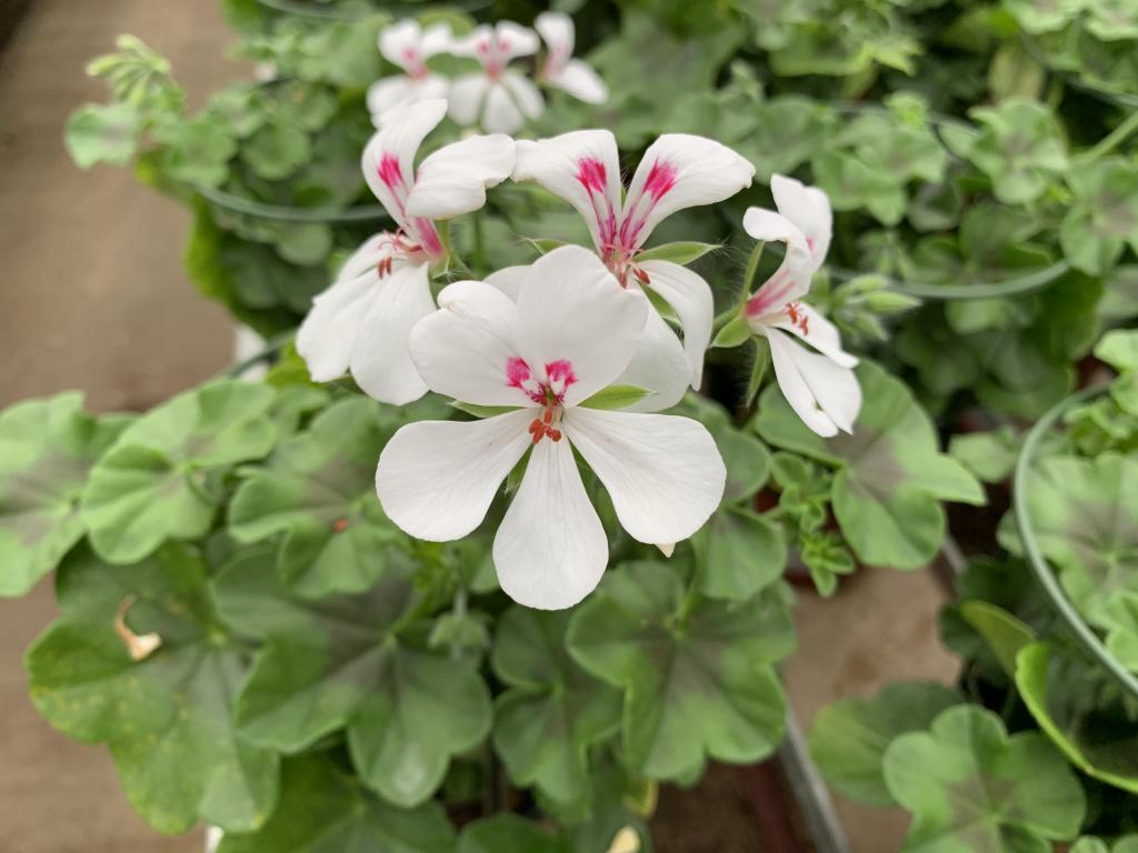 Pelargonium lierre semi-double Rainbow White