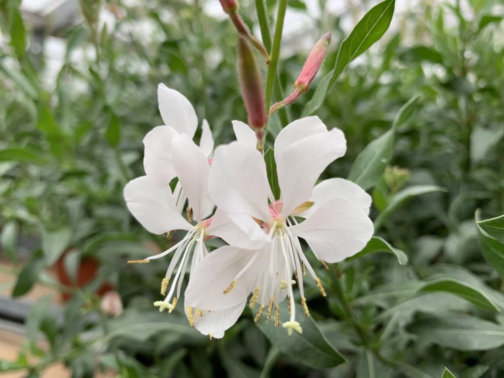 Gaura Lindheimeri blanc