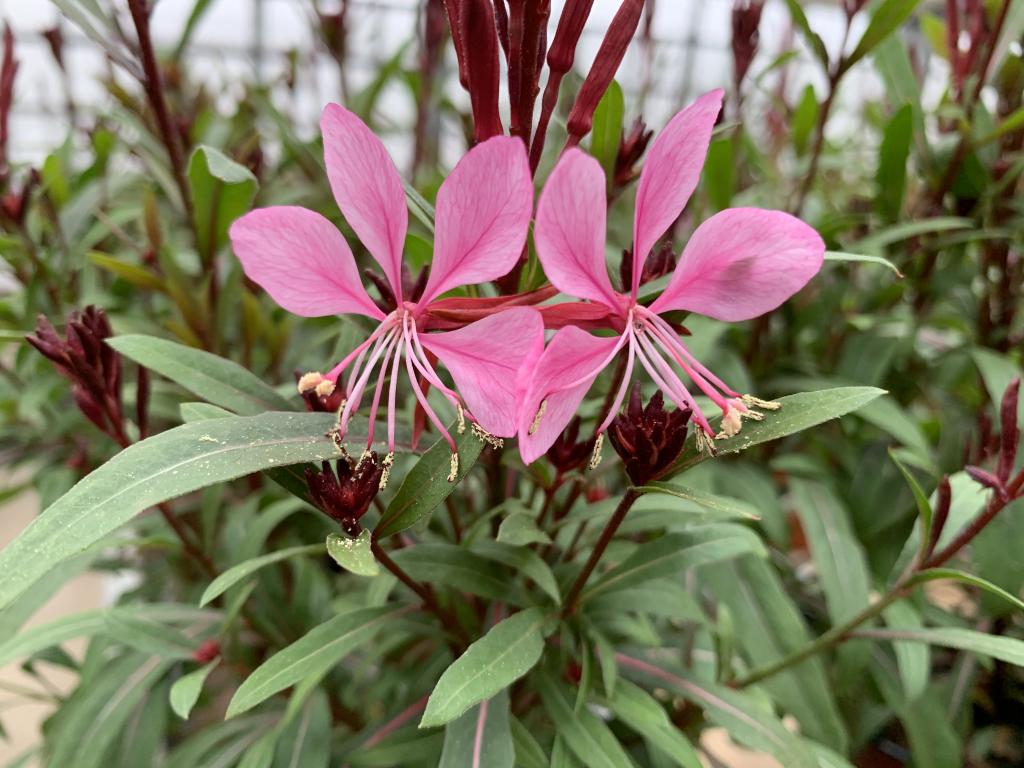 Gaura Lindheimeri rose