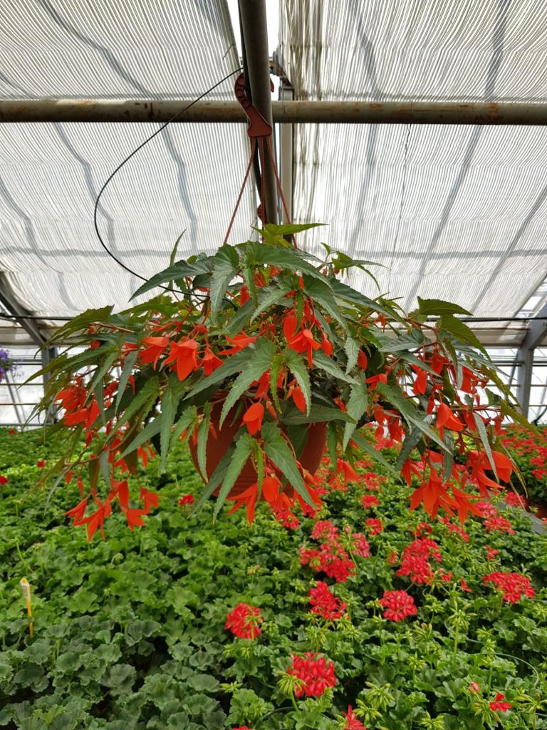 Bégonia Sommer Wing en suspension