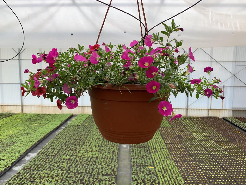 Calibrachoa en suspension