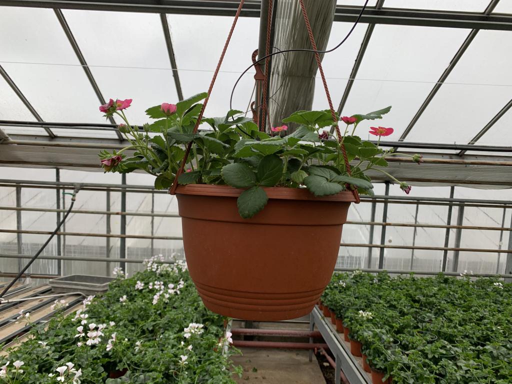 Fragaria Toscana en suspension