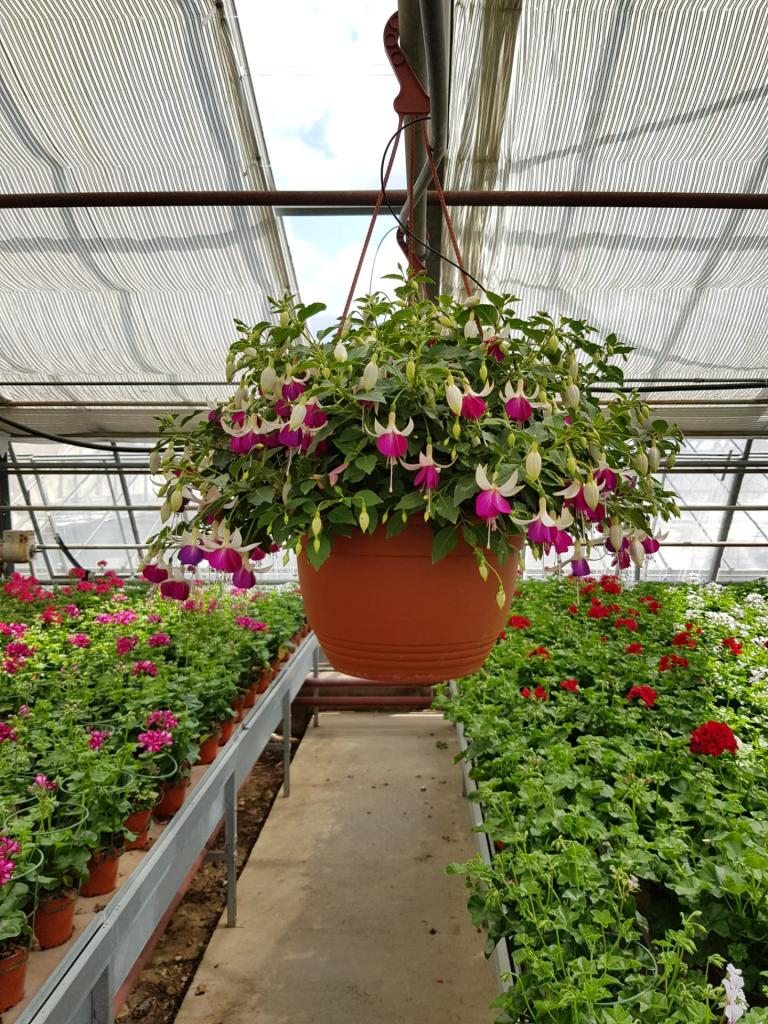 Fuchsia pendula en suspension