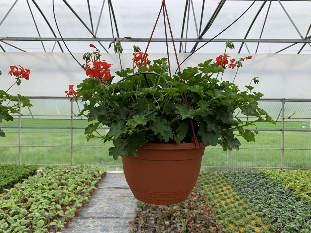 Pelargonium lierre simple