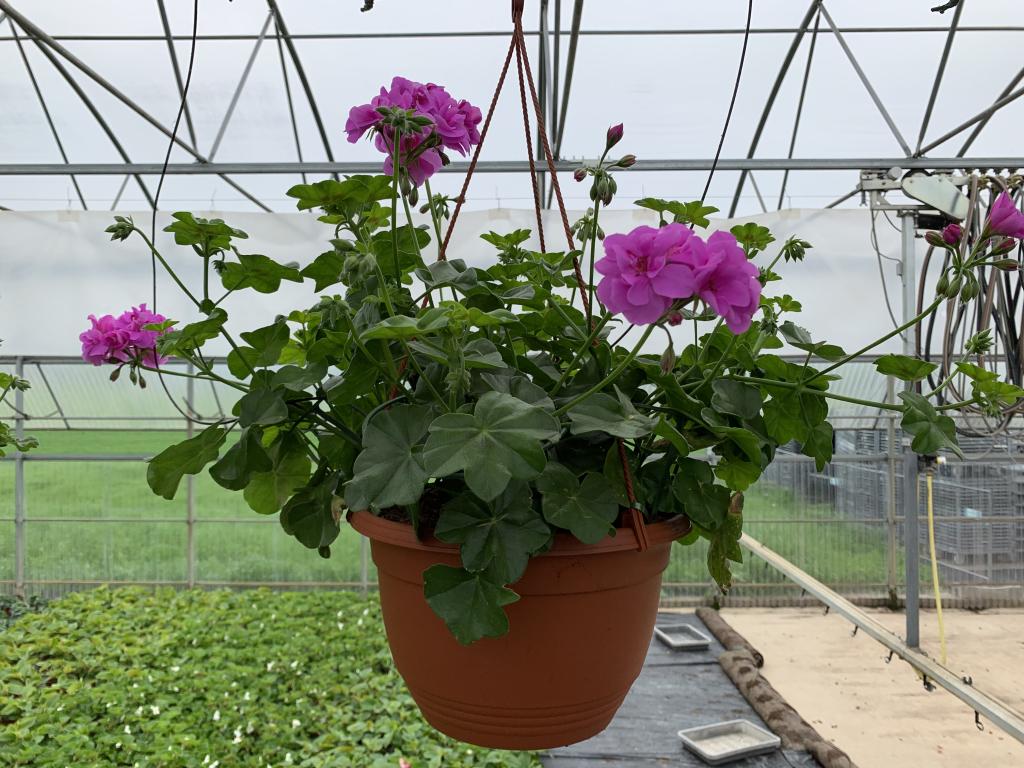 Pelargonium lierre double en suspension