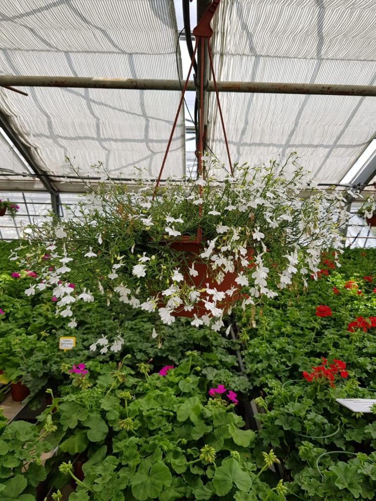 Lobelia erinus en suspension