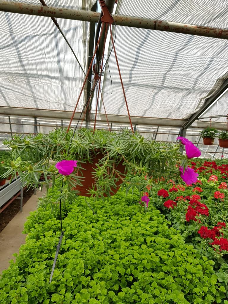 Portulaca grandiflorum en suspension