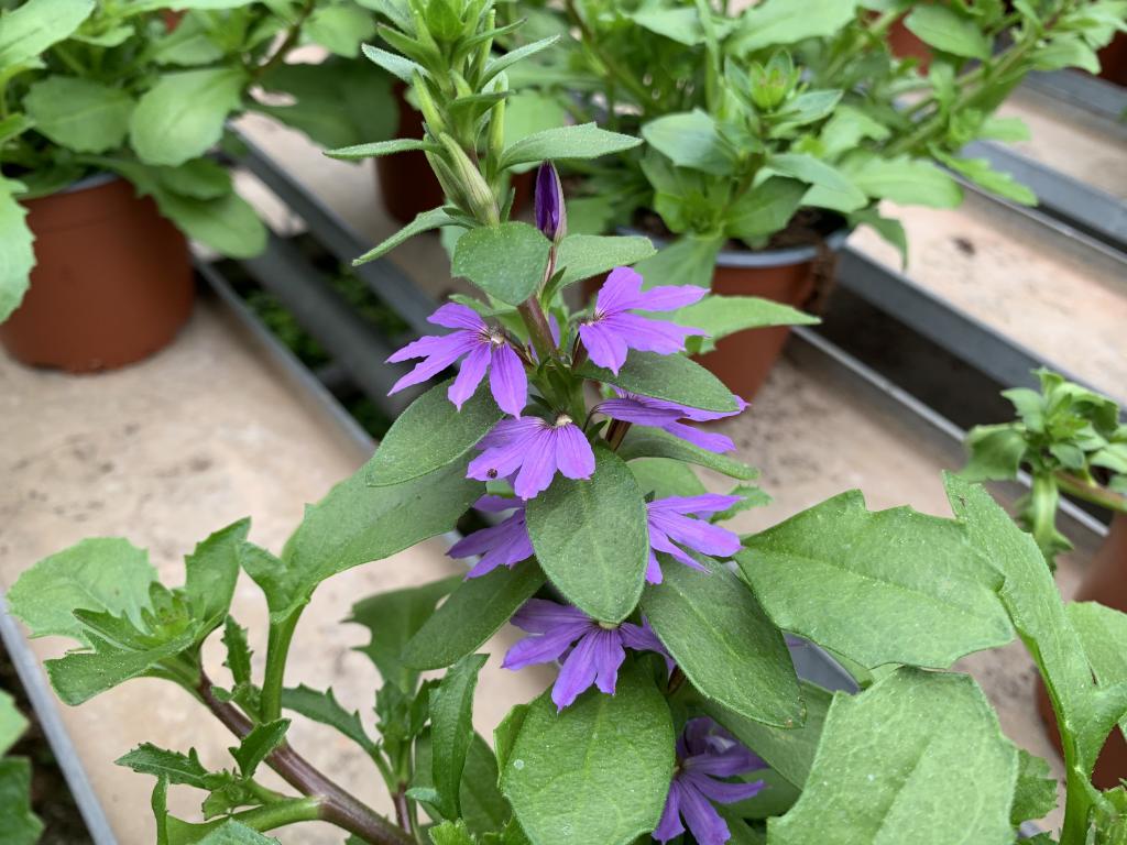 Scaevola aemula en suspension