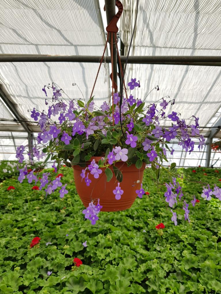 Streptocarpus en suspension