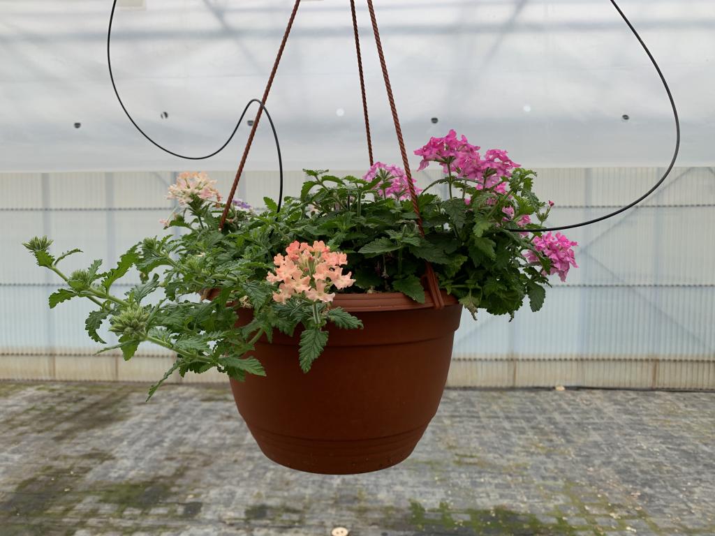 Verbena pendula en suspension