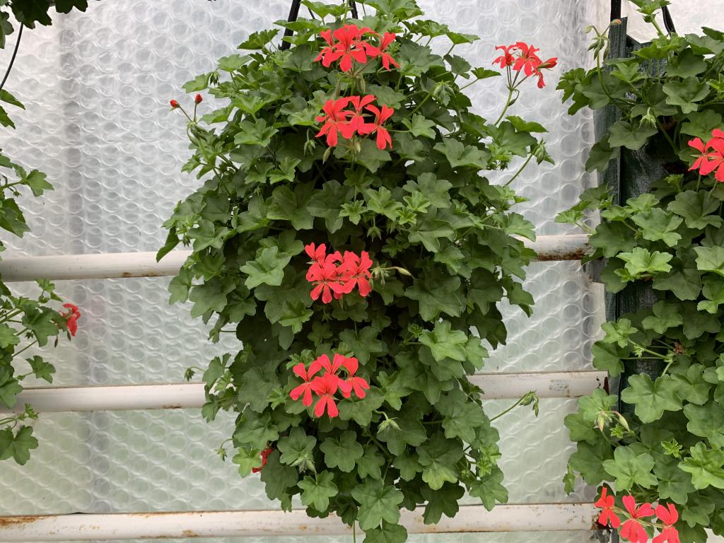 Pelargonium lierre simple en sac 