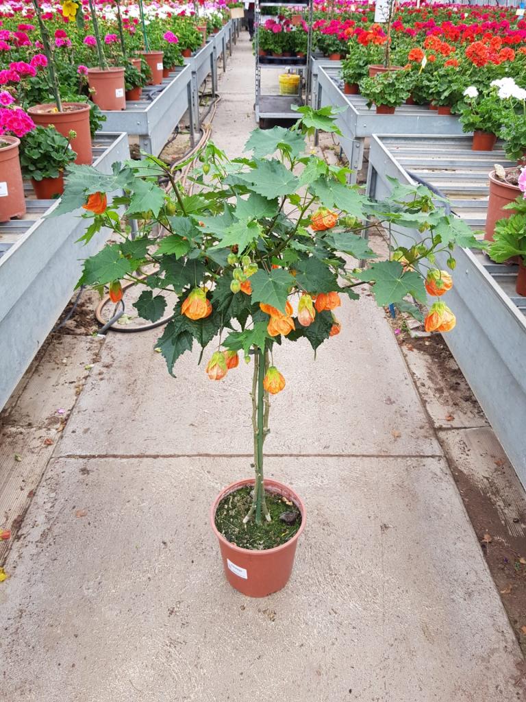 Abutilon megapotanicum sur tige