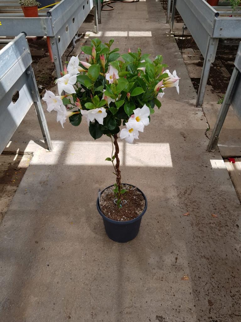 Dipladenia sur tige pot de 17cm