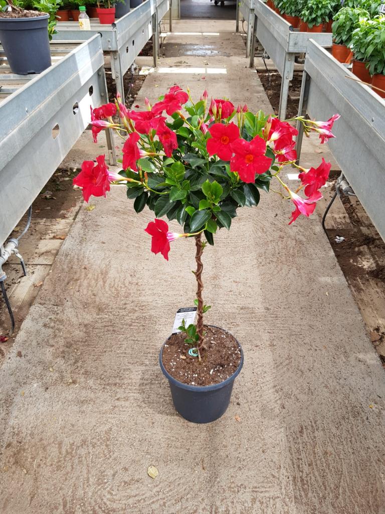 Dipladenia sur tige pot de 24cm