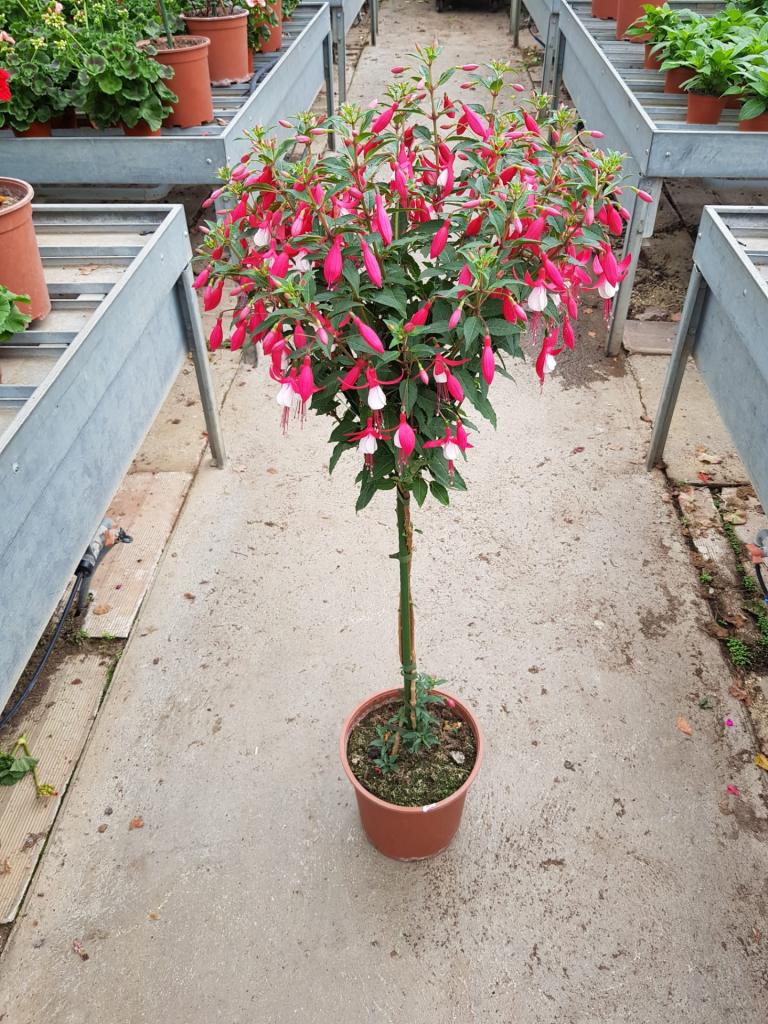 Fuchsia sur tige