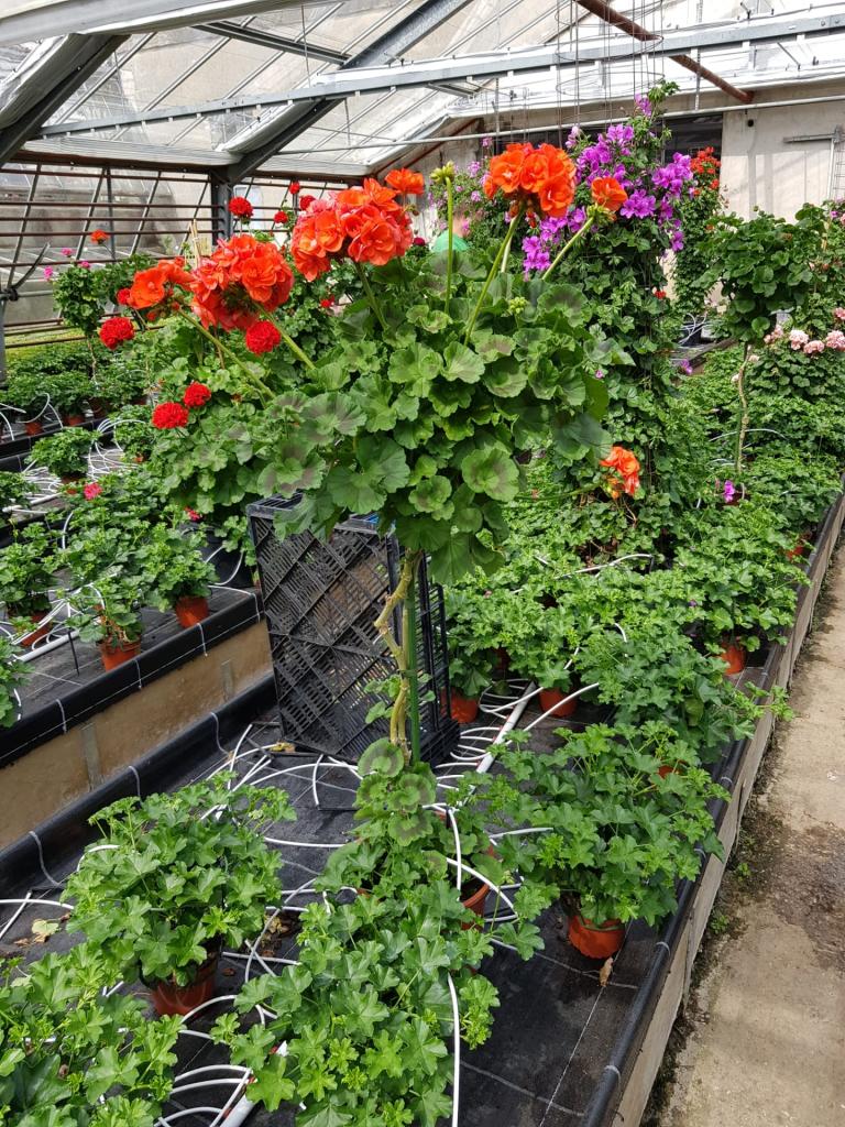 Pelargonium zonale sur tige