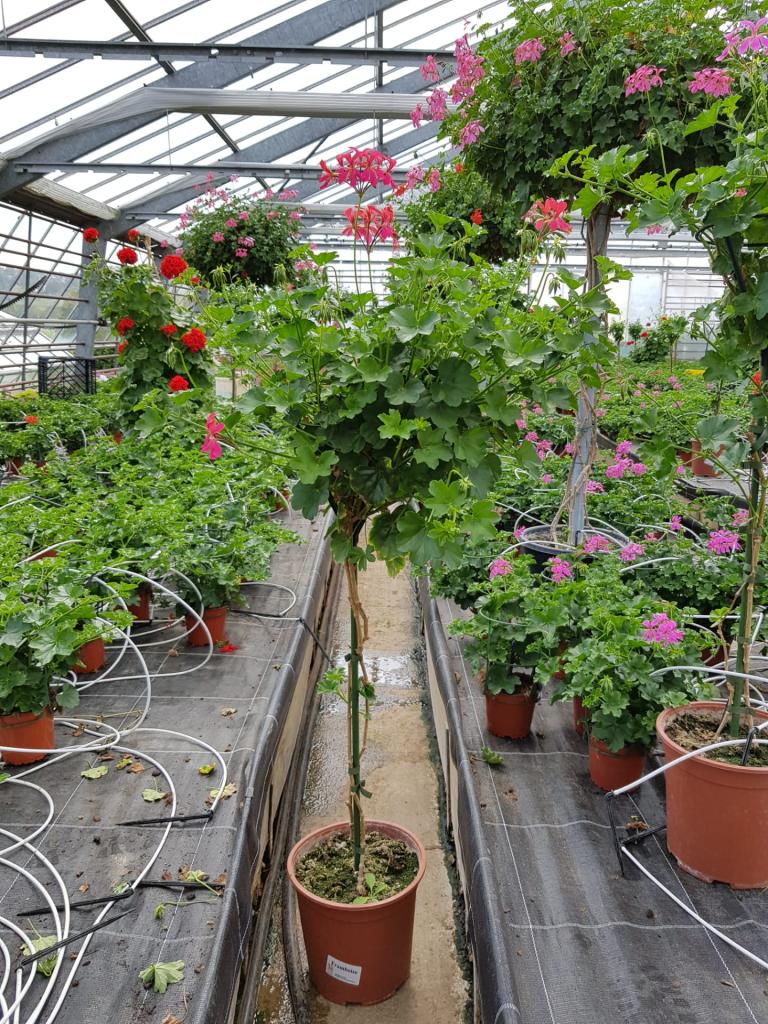 Pelargonium lierre simple sur tige
