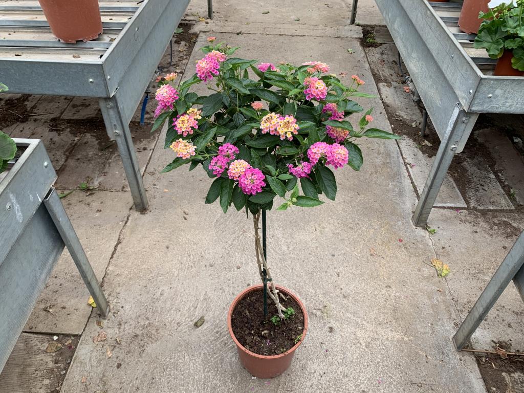 Lantana sur tige