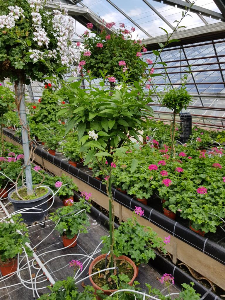 Solanum jasminoides sur tige