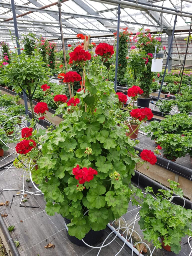 Pelargonium zonale pyramide