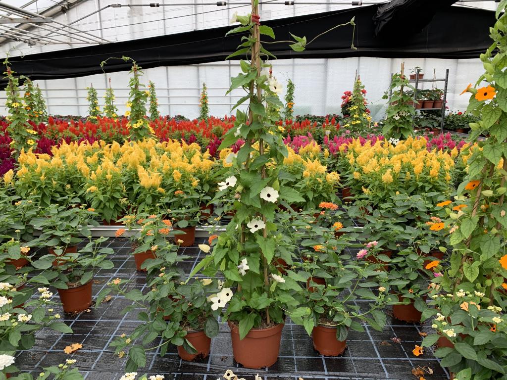 Thumbergia alata blanc pyramide 
