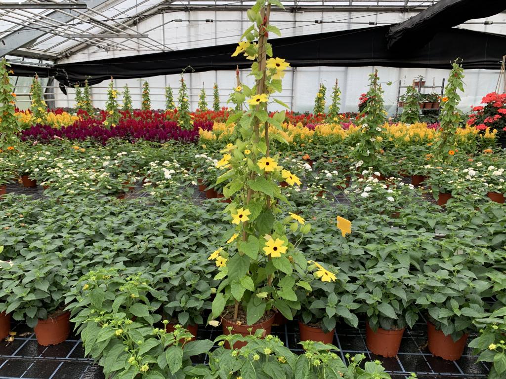 Thumbergia alata jaune pyramide 