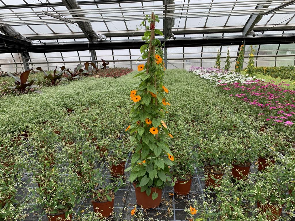 Thumbergia alata orange pyramide 