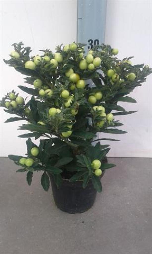 Solanum thorino light  13cm