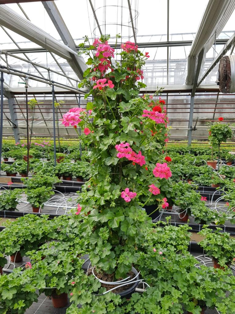 Pelargonium lierre simple en colonne