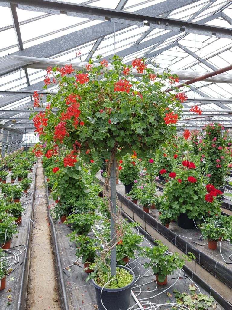 Pelargonium lierre simple géant de 2 ans 