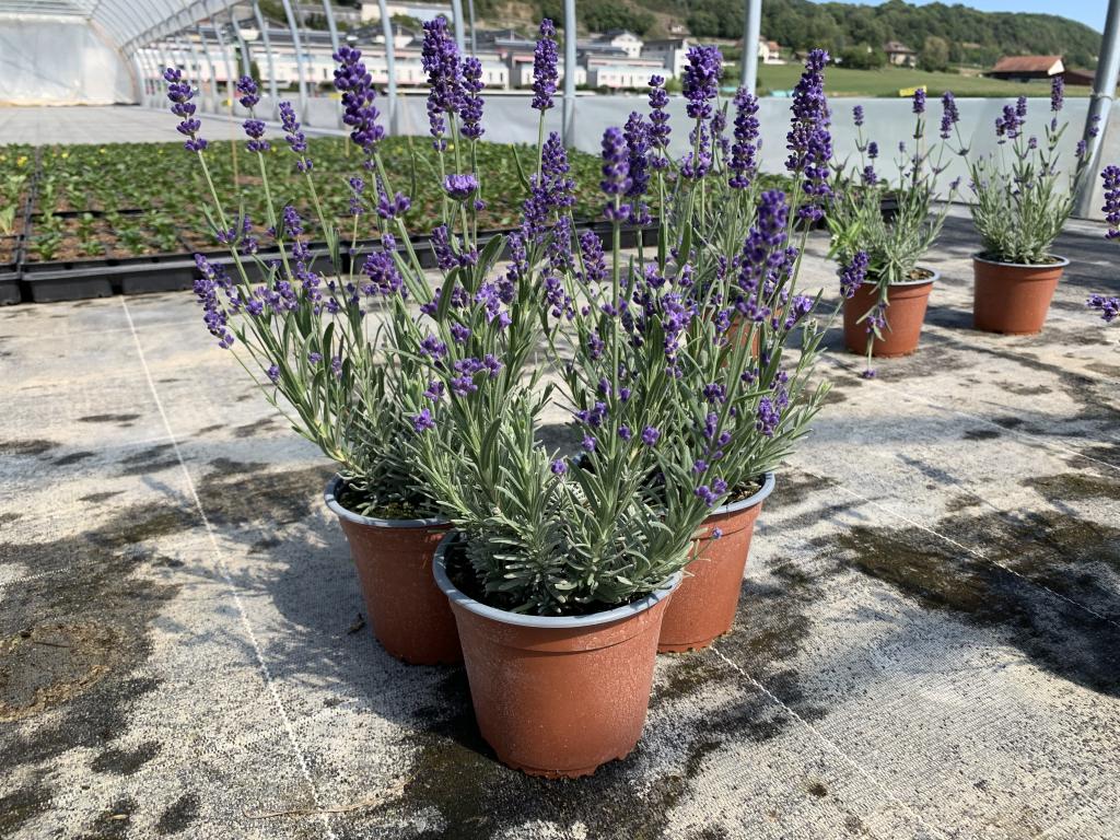 Lavandula angustifolia