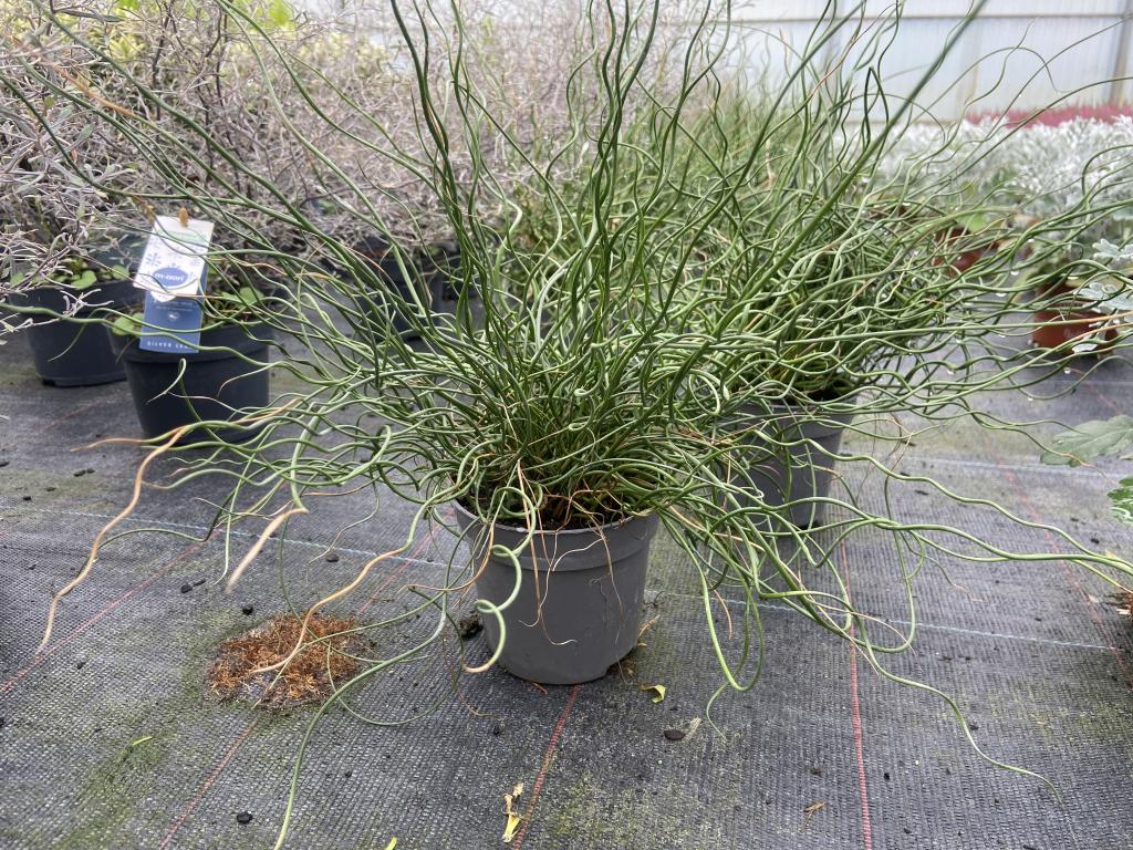 Juncus spiralis